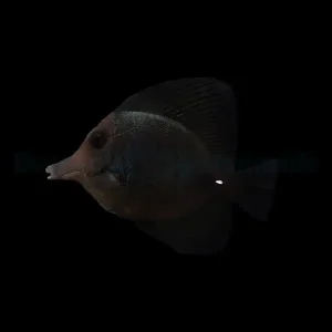 Zebrasoma rostratum – Black Tang