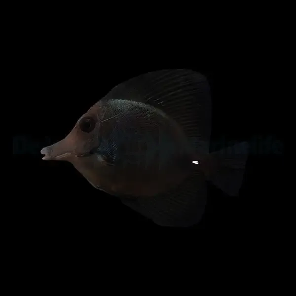 Zebrasoma rostratum – Black Tang