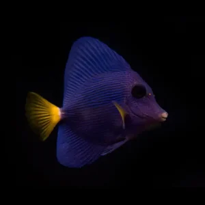 Zebrasoma xanthurum – Purple Tang