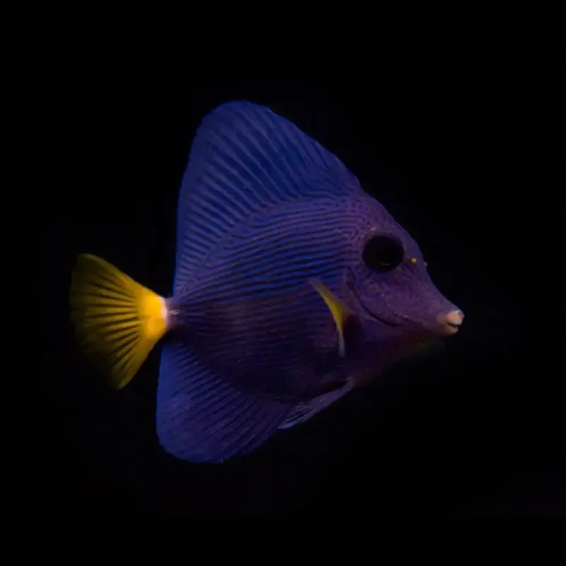 Zebrasoma xanthurum – Purple Tang