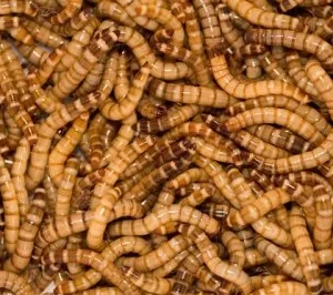 Zophobas Moria Larv 1000G